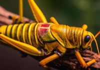 How Long Do Grasshoppers Live